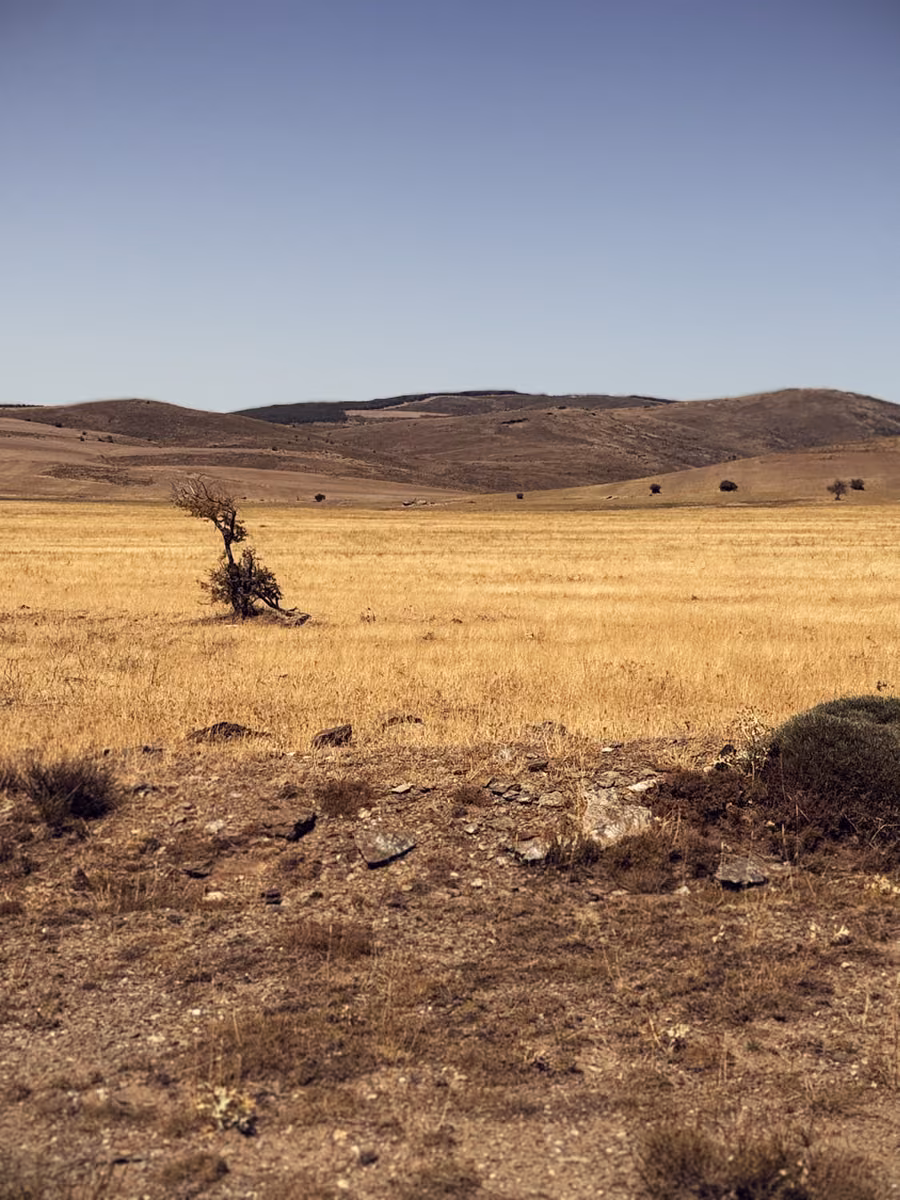 A small, bent tree stands in a field of dry grass on a high plateau beneath a clear sky.
