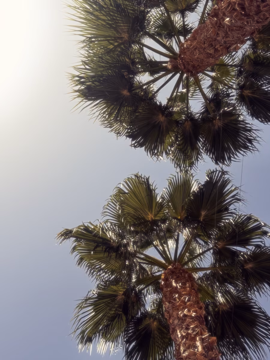 Palm fronds fill the sky above the fountain in Íllar.