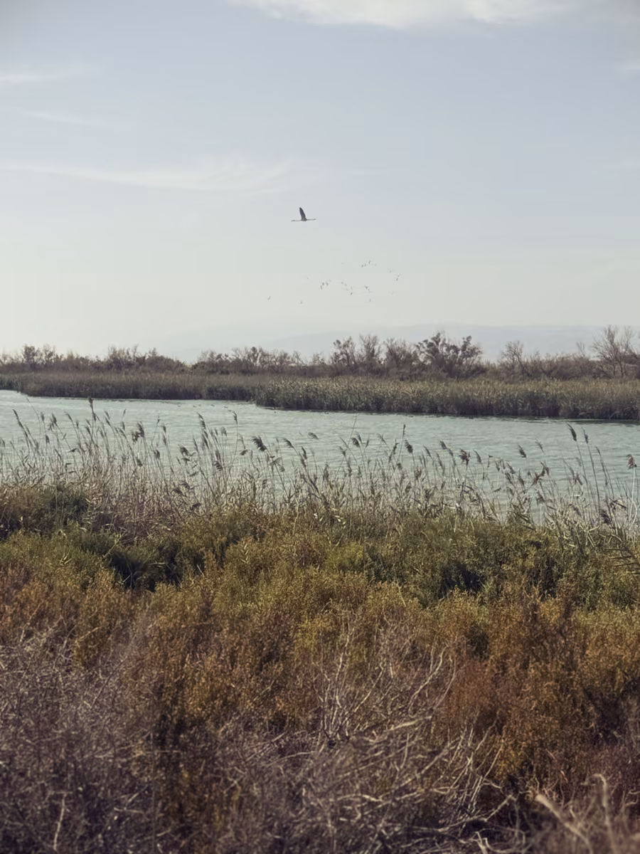 A shallow lagoon behind reeds, a flamingo in flight and a flock above the far shore.